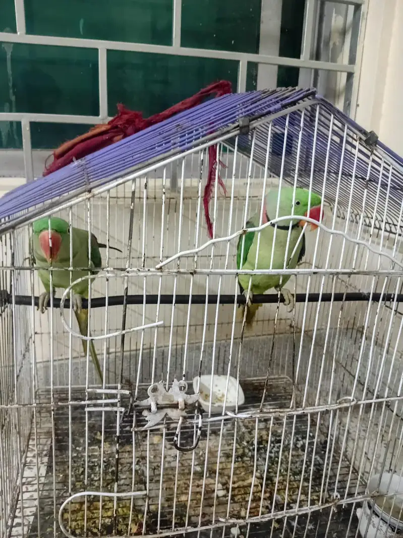 breeding pair for sale ik breed day choky hn — photo 3