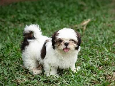shitzu puppies available