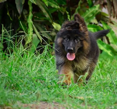 German shepherd Pupps | Long Coat German Pupps | GSD Pupps For Sale