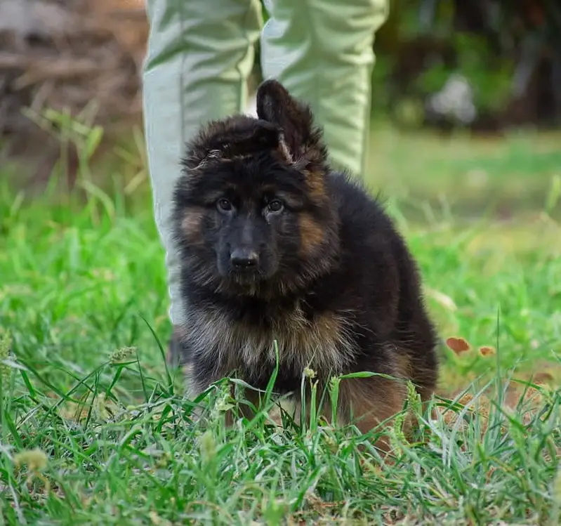 German shepherd Pupps | Long Coat German Pupps | GSD Pupps For Sale — photo 2