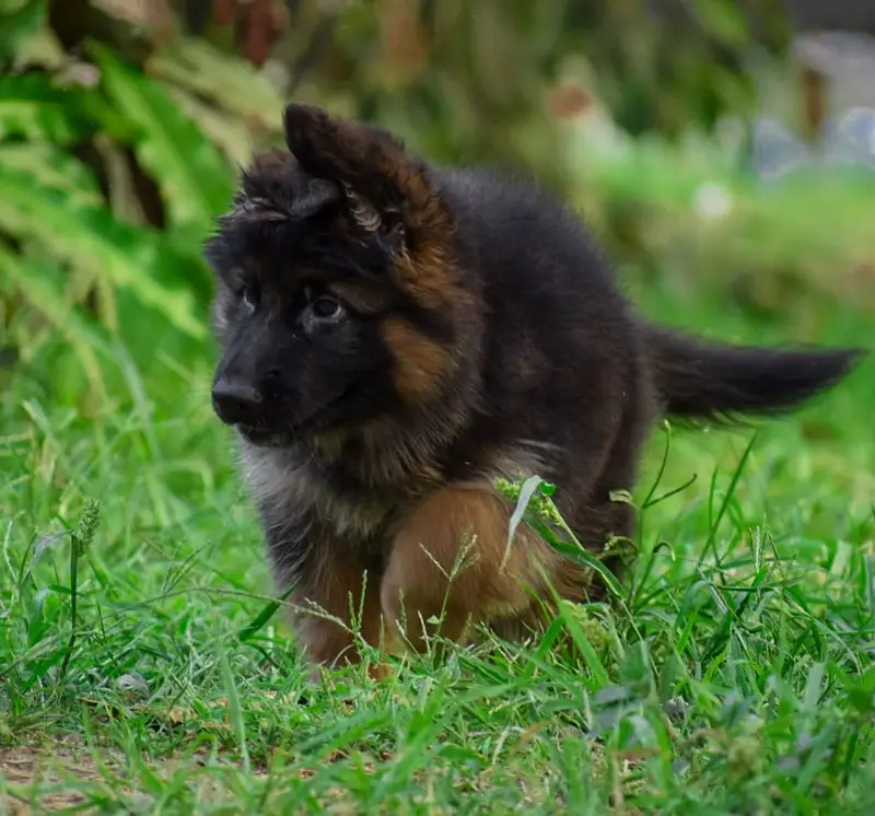 German shepherd Pupps | Long Coat German Pupps | GSD Pupps For Sale — photo 3