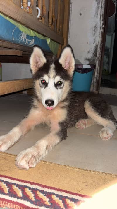 Siberian husky puppy for sale