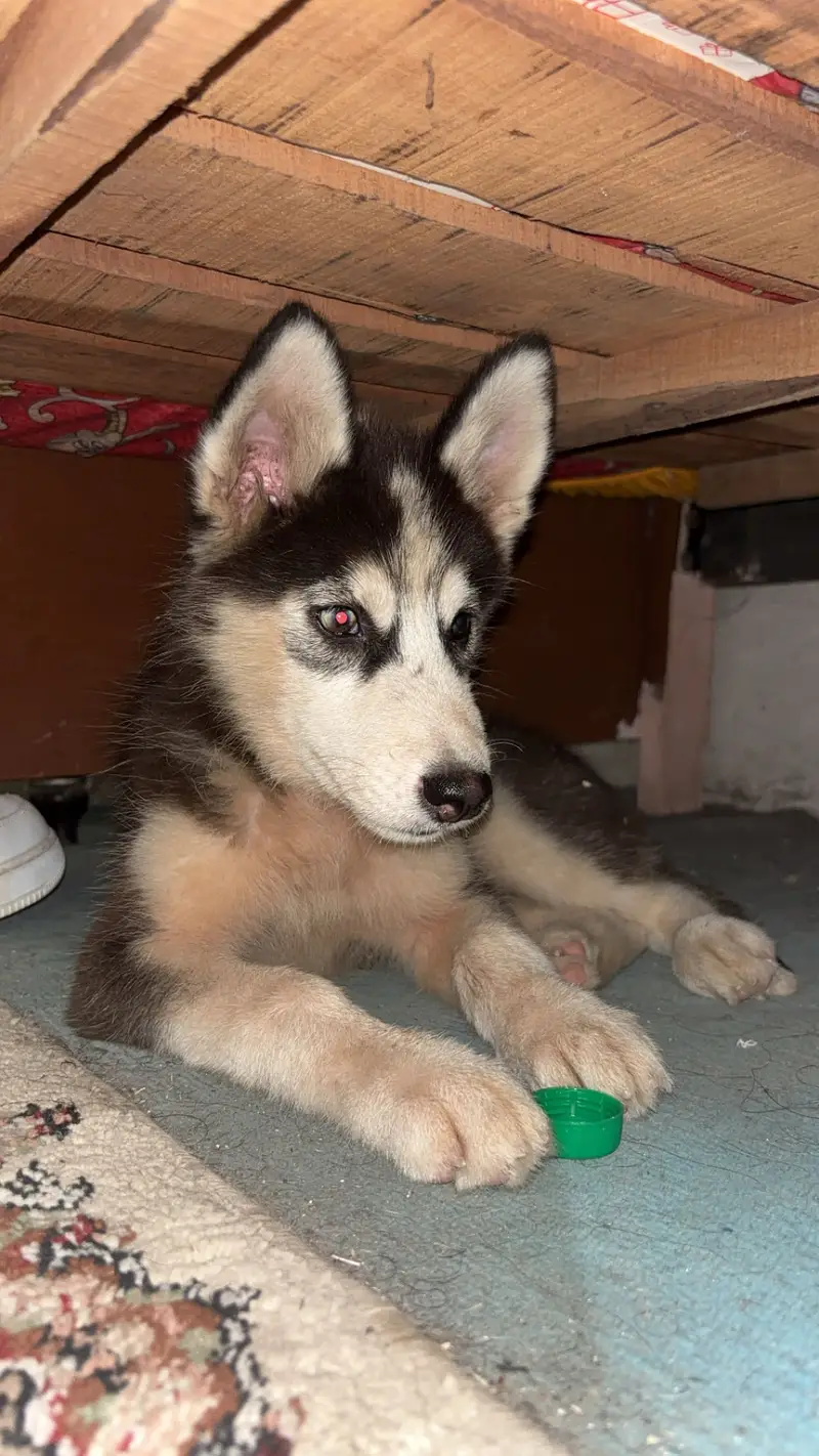 Siberian husky puppy for sale — photo 2