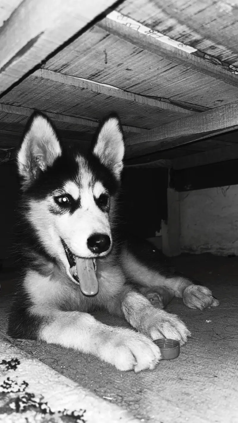 Siberian husky puppy for sale — photo 3