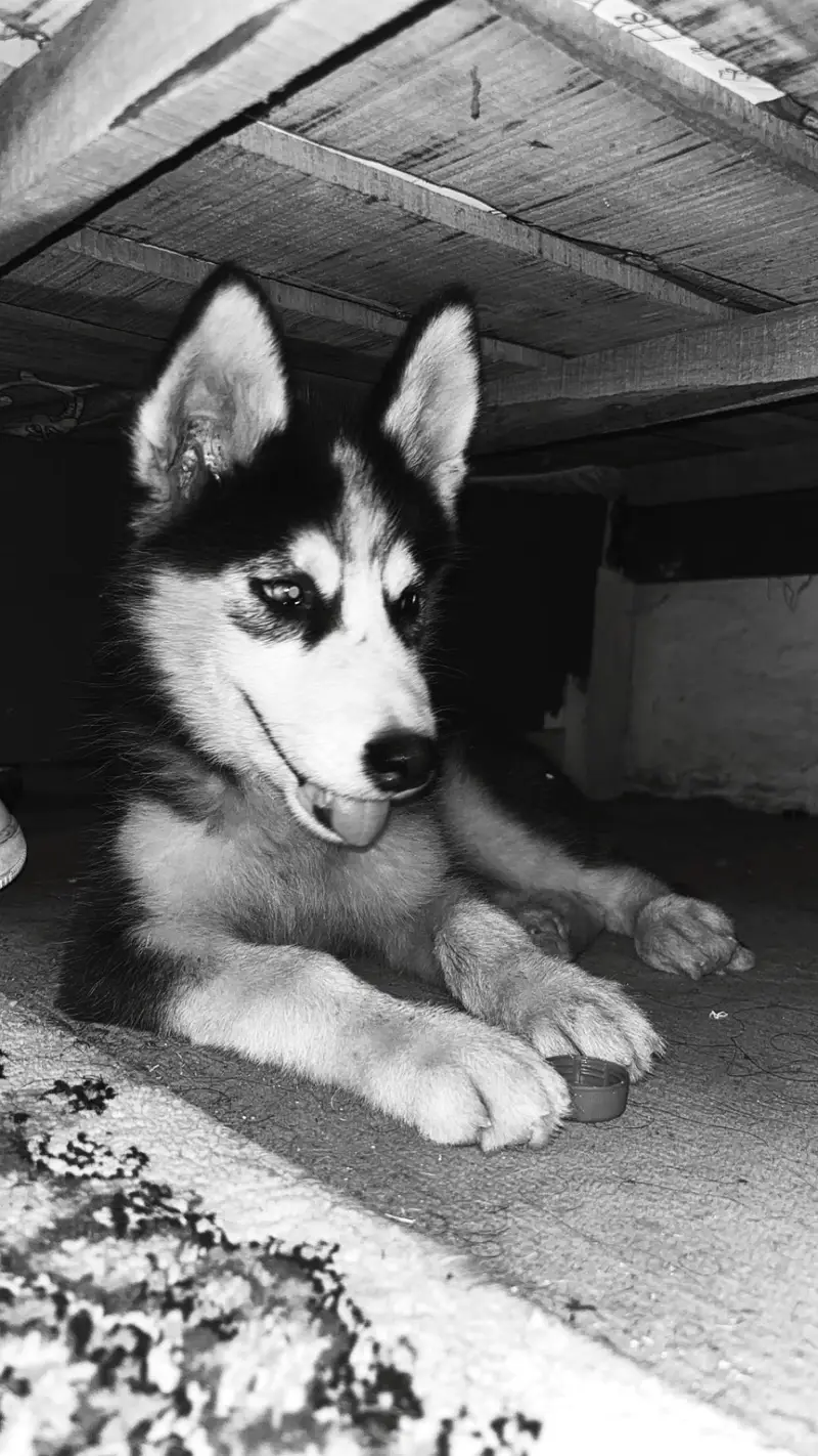 Siberian husky puppy for sale — photo 4