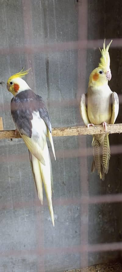 cocktail coman paid breeder pair /eno v paid breeder pair