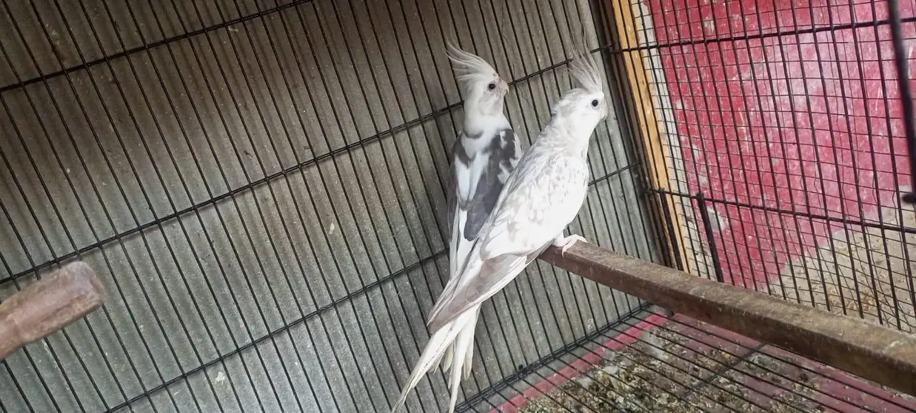 cocktail coman paid breeder pair /eno v paid breeder pair — photo 2