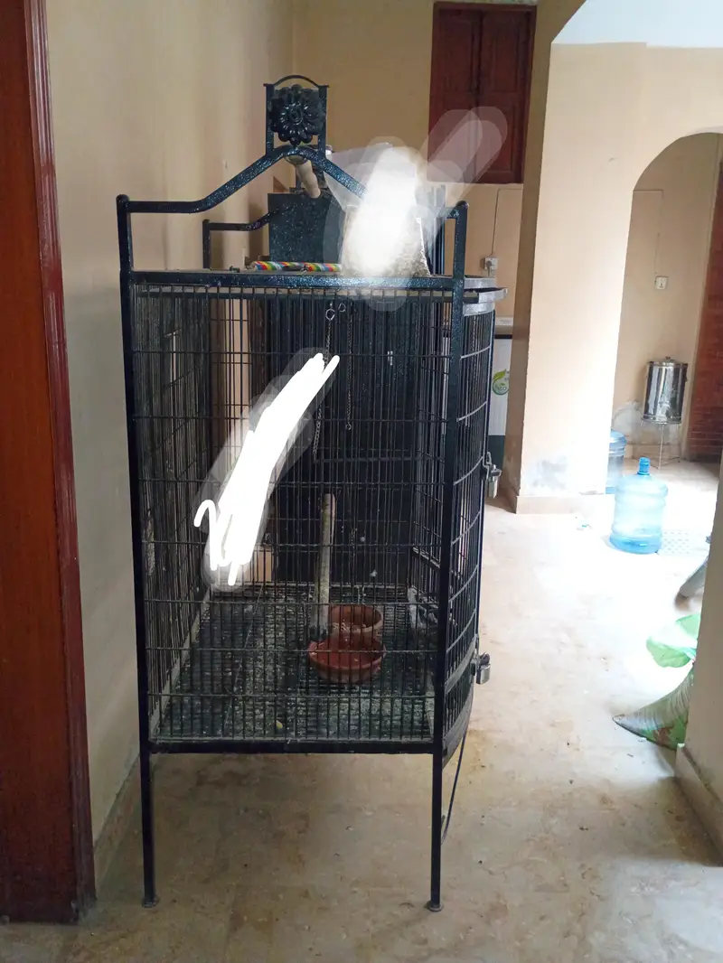 macaw parrot cage for sale — photo 4
