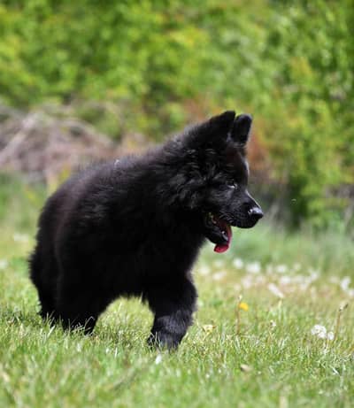 Black Shepherd Pupps | Long Coat Black Shepherd Puppies | GSD Black