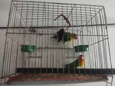 love birds fisher
