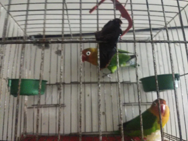 love birds fisher — photo 2