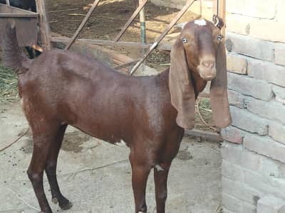 nagri bakri