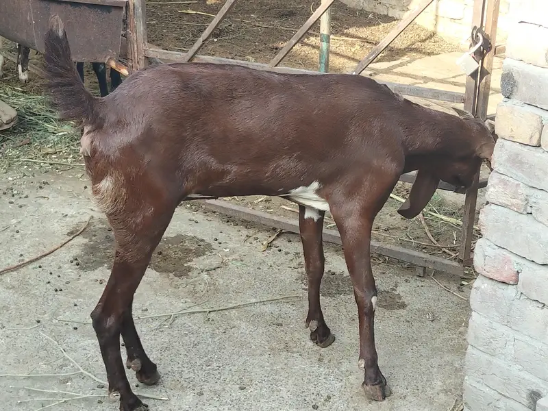 nagri bakri — photo 2