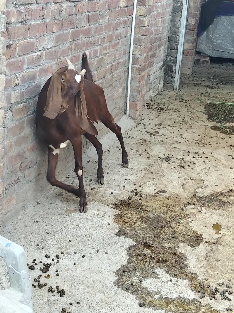 nagri bakri — photo 3