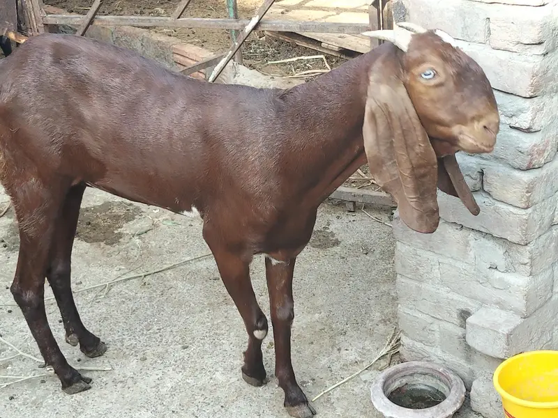 nagri bakri — photo 4
