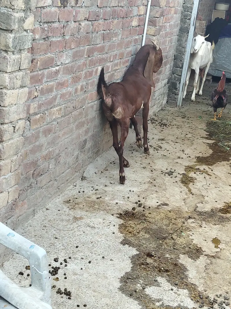 nagri bakri — photo 5
