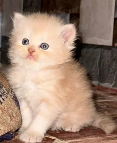 female punch face 2 months  old fawn color