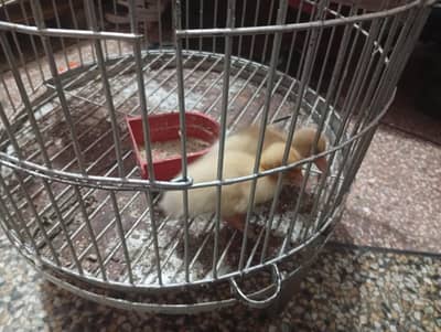 Ducks baby pair available