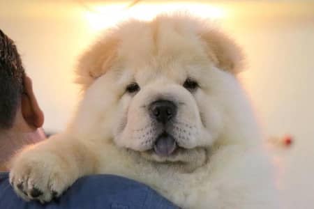 Chow Chow Pupps | Chow Chow Dogs | Chow Chow Dog pupps For Sale