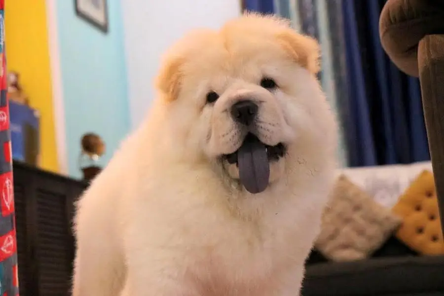 Chow Chow Pupps | Chow Chow Dogs | Chow Chow Dog pupps For Sale — photo 2