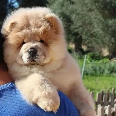 Chow Chow Pupps | Chow Chow Dogs | Chow Chow Dog pupps For Sale — photo 3