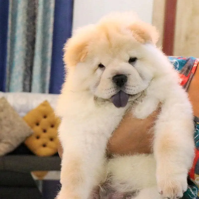 Chow Chow Pupps | Chow Chow Dogs | Chow Chow Dog pupps For Sale — photo 4