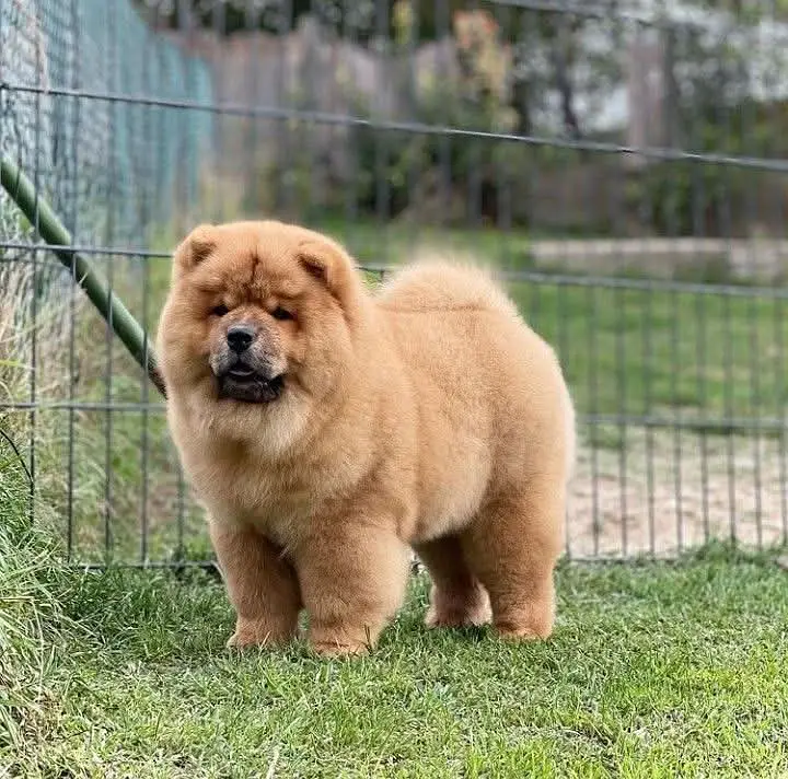 Chow Chow Pupps | Chow Chow Dogs | Chow Chow Dog pupps For Sale — photo 5