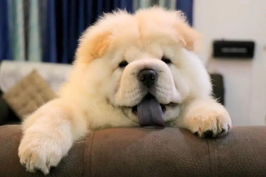 Chow Chow Pupps | Chow Chow Dogs | Chow Chow Dog pupps For Sale — photo 6