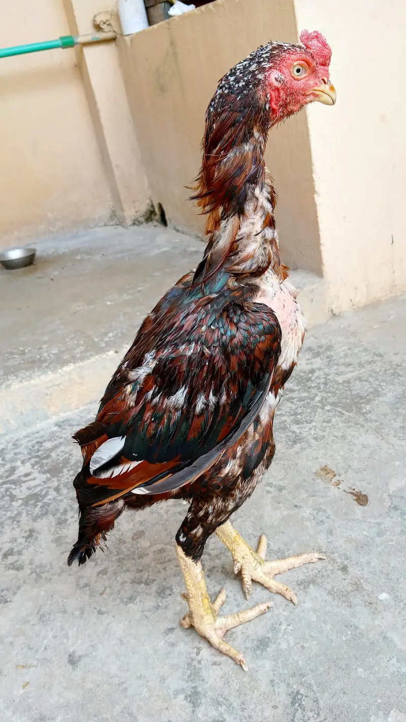 Pure Aseel Rooster for Sale – Healthy & Strong