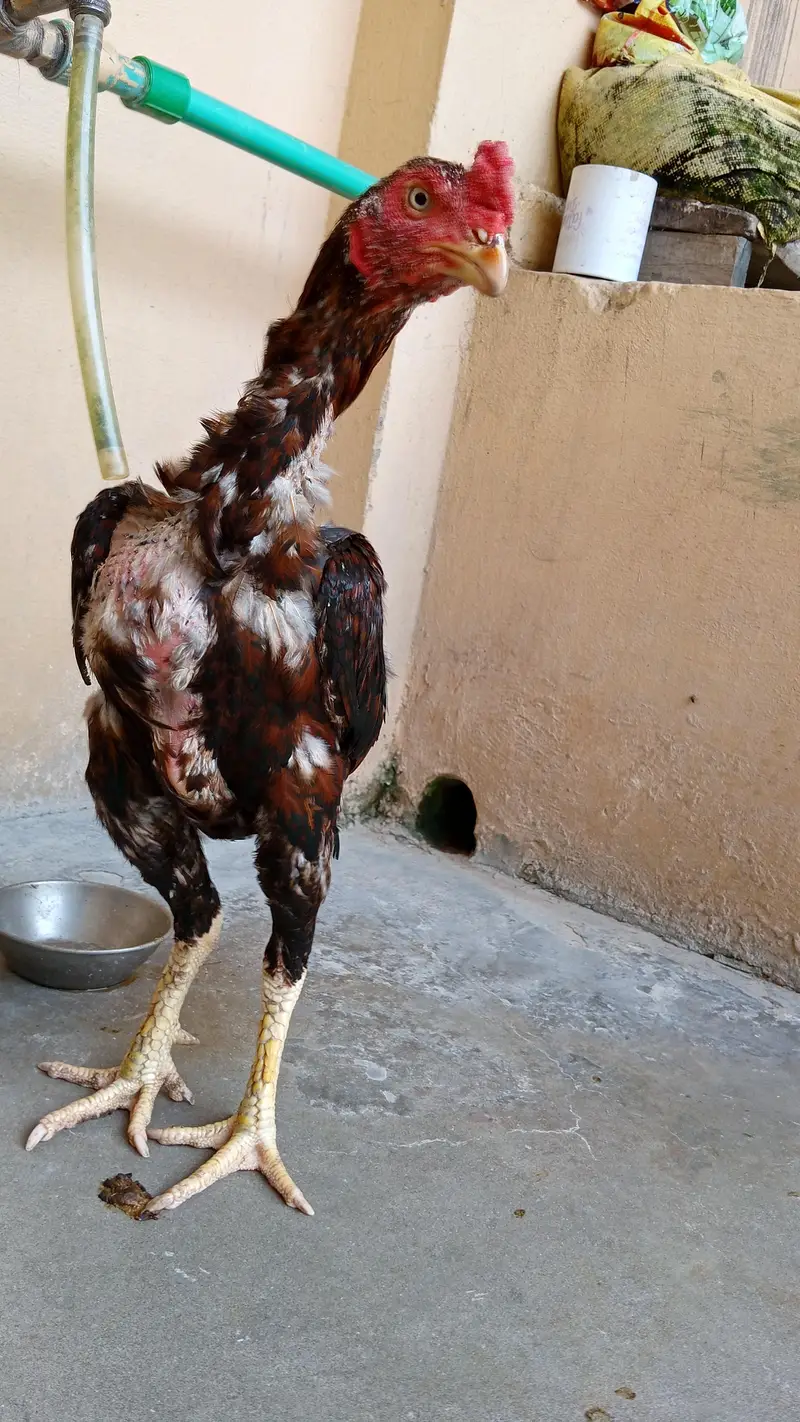 Pure Aseel Rooster for Sale – Healthy & Strong — photo 2