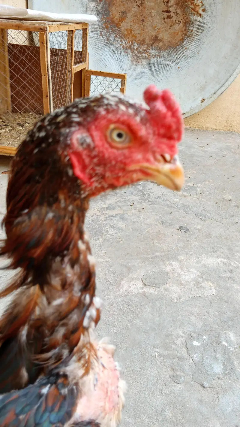 Pure Aseel Rooster for Sale – Healthy & Strong — photo 4