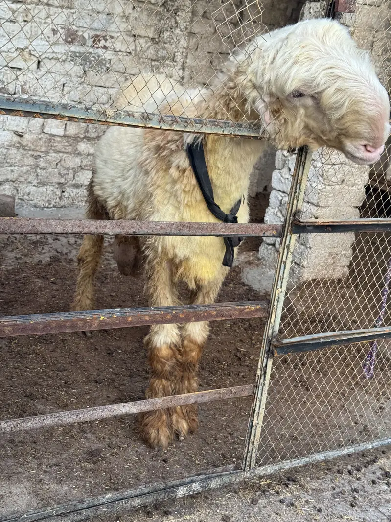 2 dand chatra mundra double hadii good lenght — photo 6
