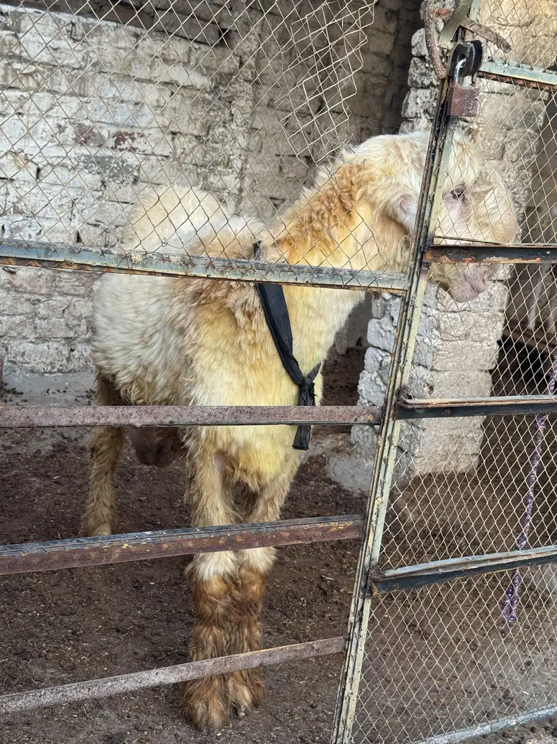2 dand chatra mundra double hadii good lenght — photo 7