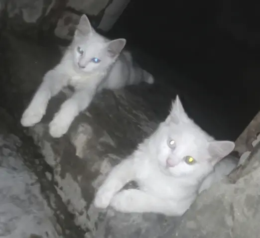 Odds cat breeds l emergency ha l fremale odds eyes — photo 6