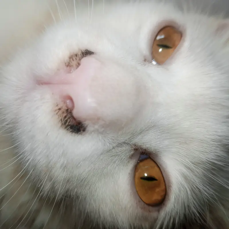 Odds cat breeds l emergency ha l fremale odds eyes — photo 7