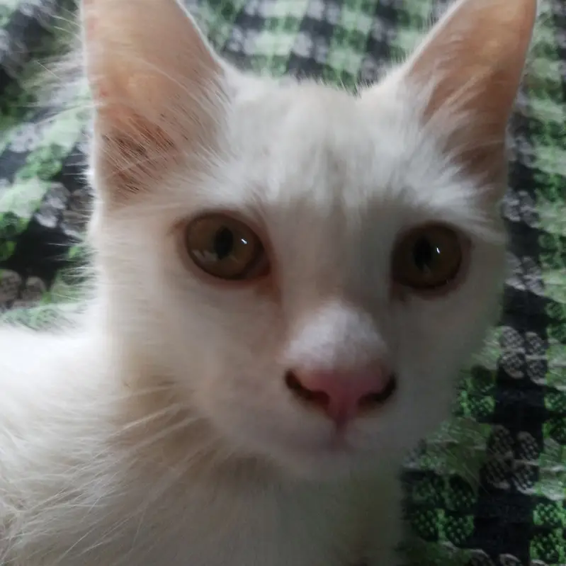 Odds cat breeds l emergency ha l fremale odds eyes — photo 8