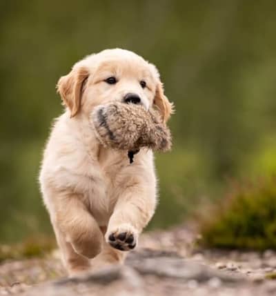 Golden Retriever puppy | Retriever Puppies For sale