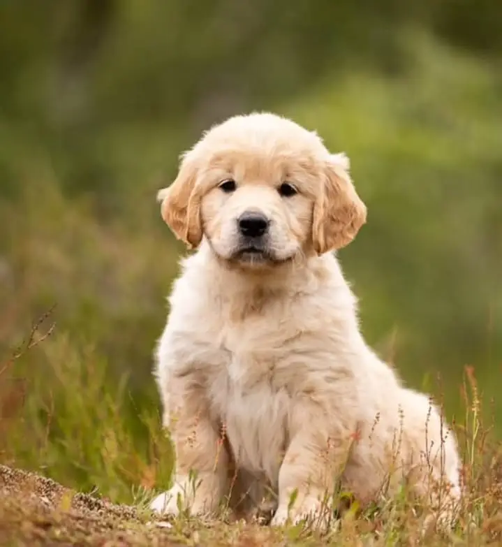 Golden Retriever puppy | Retriever Puppies For sale — photo 2