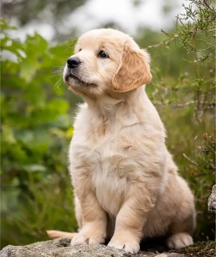 Golden Retriever puppy | Retriever Puppies For sale — photo 4