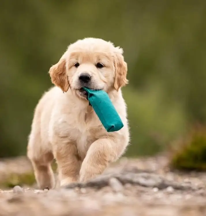 Golden Retriever puppy | Retriever Puppies For sale — photo 5