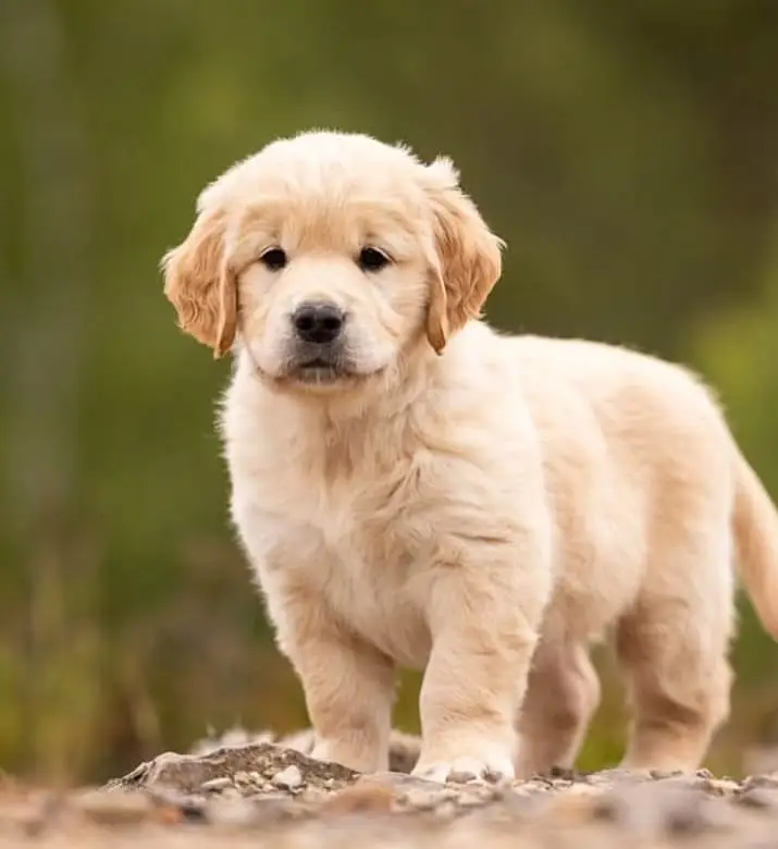 Golden Retriever puppy | Retriever Puppies For sale — photo 6