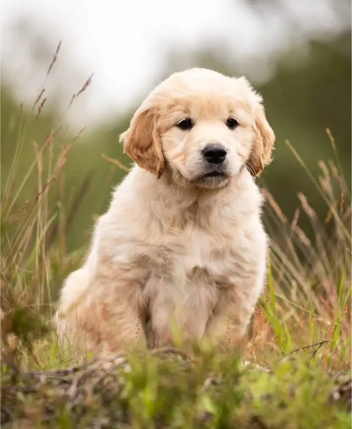 Golden Retriever puppy | Retriever Puppies For sale — photo 7