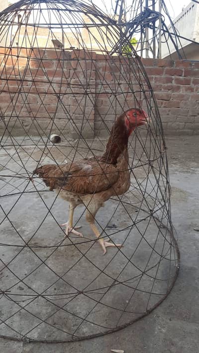 Shamo Madi available 03224270351