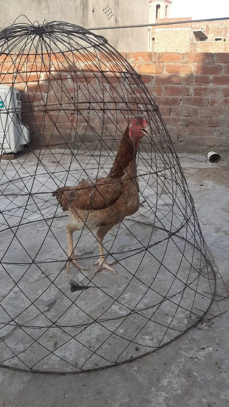 Shamo Madi available 03224270351 — photo 3