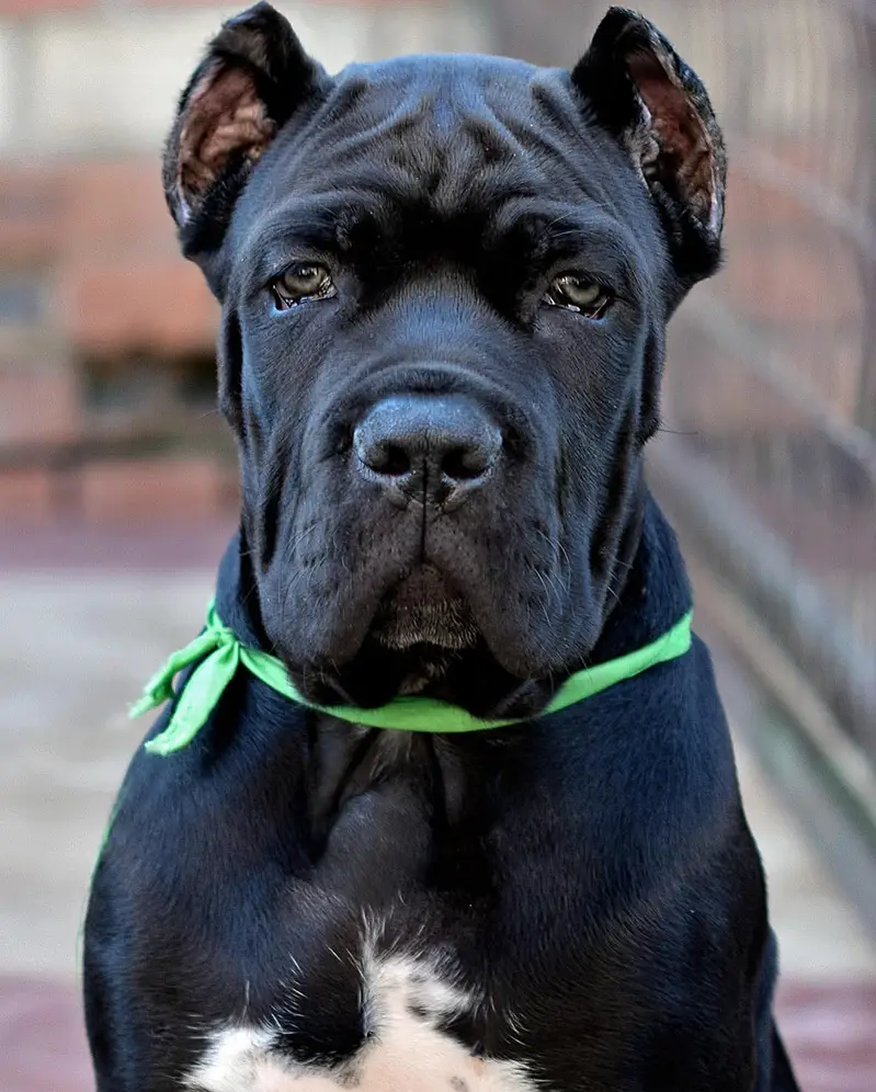 Cane Corso Puppy | Cane Corso Puppies | Dog for sale — photo 3