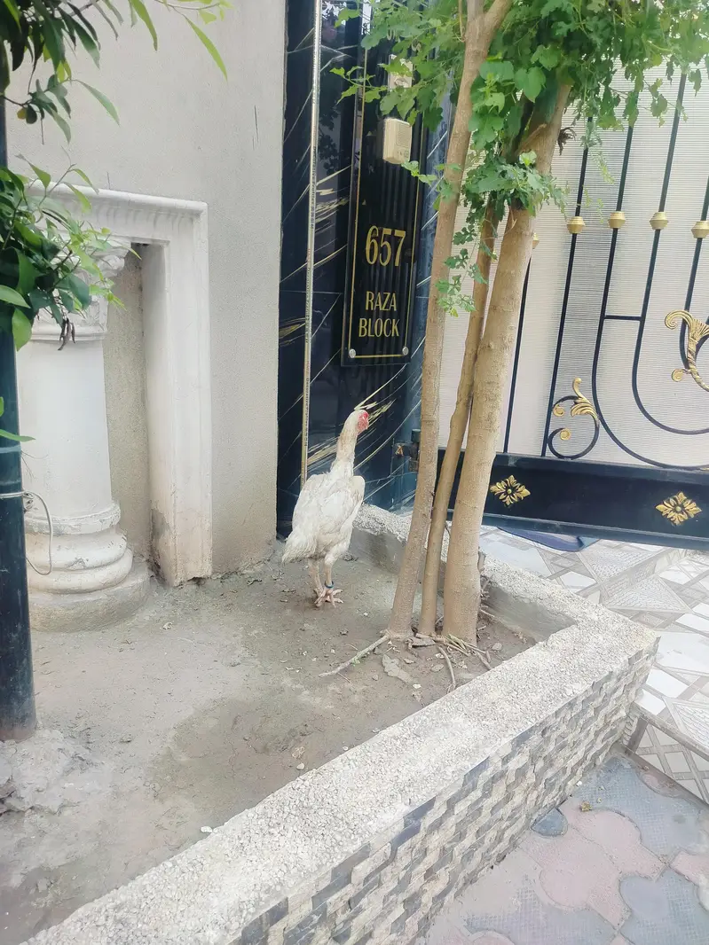 oahamo — photo 5