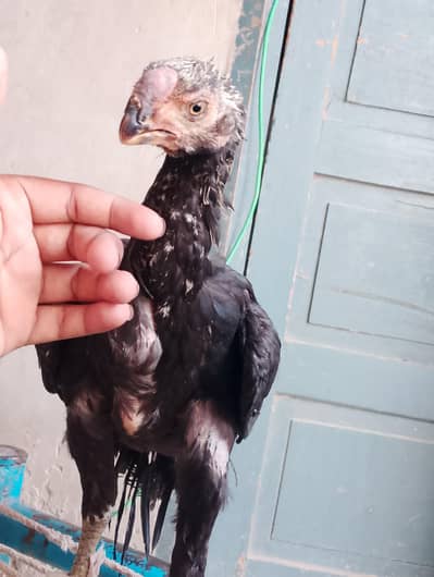 high quality Indian parrot beak long tail 100%  tail 03038548515