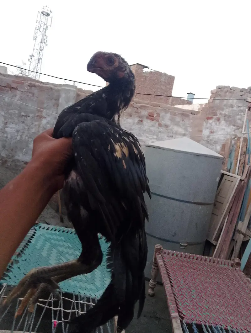 high quality Indian parrot beak long tail 100%  tail 03038548515 — photo 4