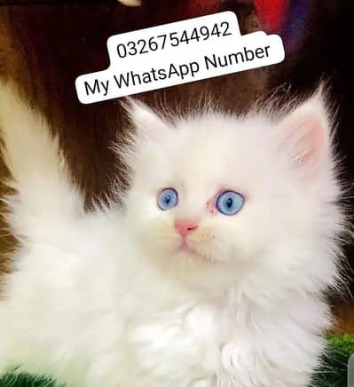 persian kitten for urgent sale