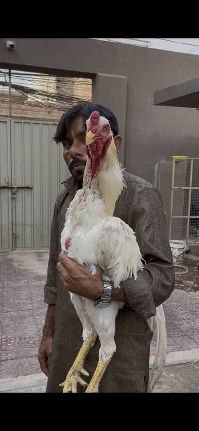 Pure paper white o shamo breeder